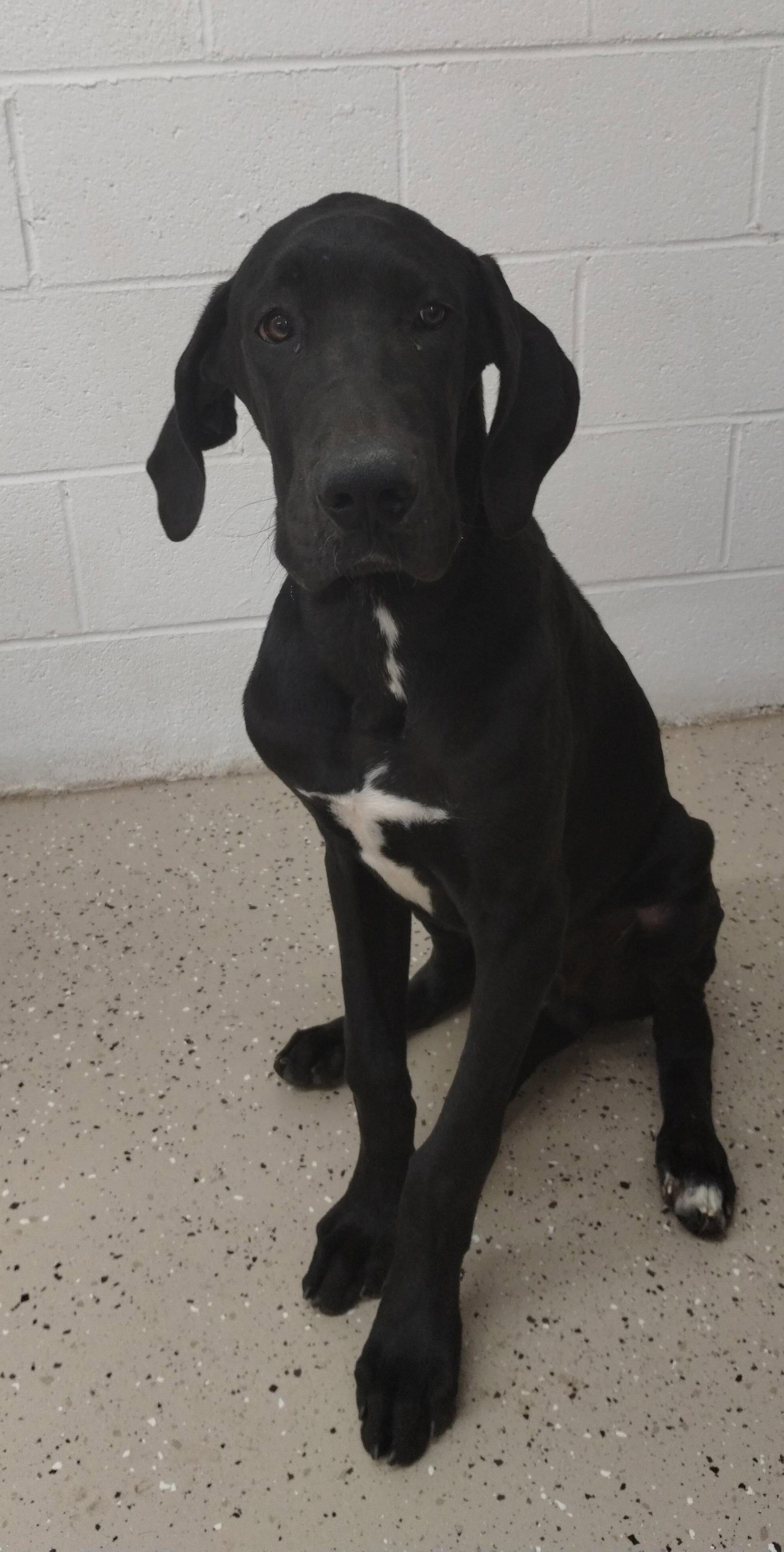Lloyd, a Adoptable Great Dane in York, SC image 2/3