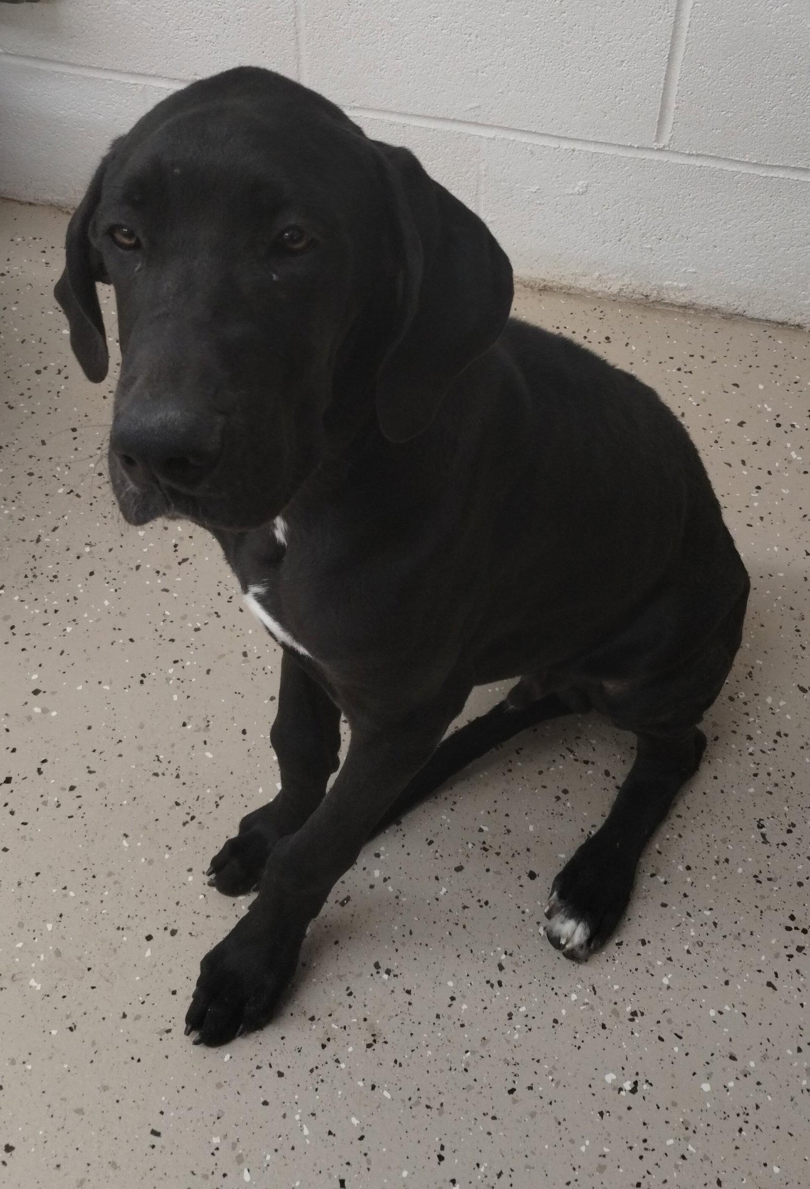 Lloyd, a Adoptable Great Dane in York, SC image 3/3
