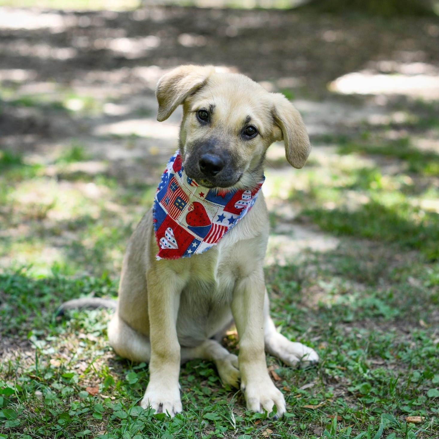 Enlarge Demi, an adopted Mixed Breed in Argyle, NY image 1/4