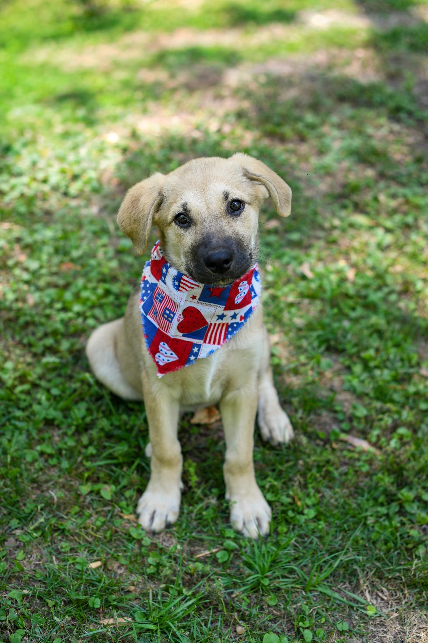 Enlarge Demi, an adopted Mixed Breed in Argyle, NY image 3/4