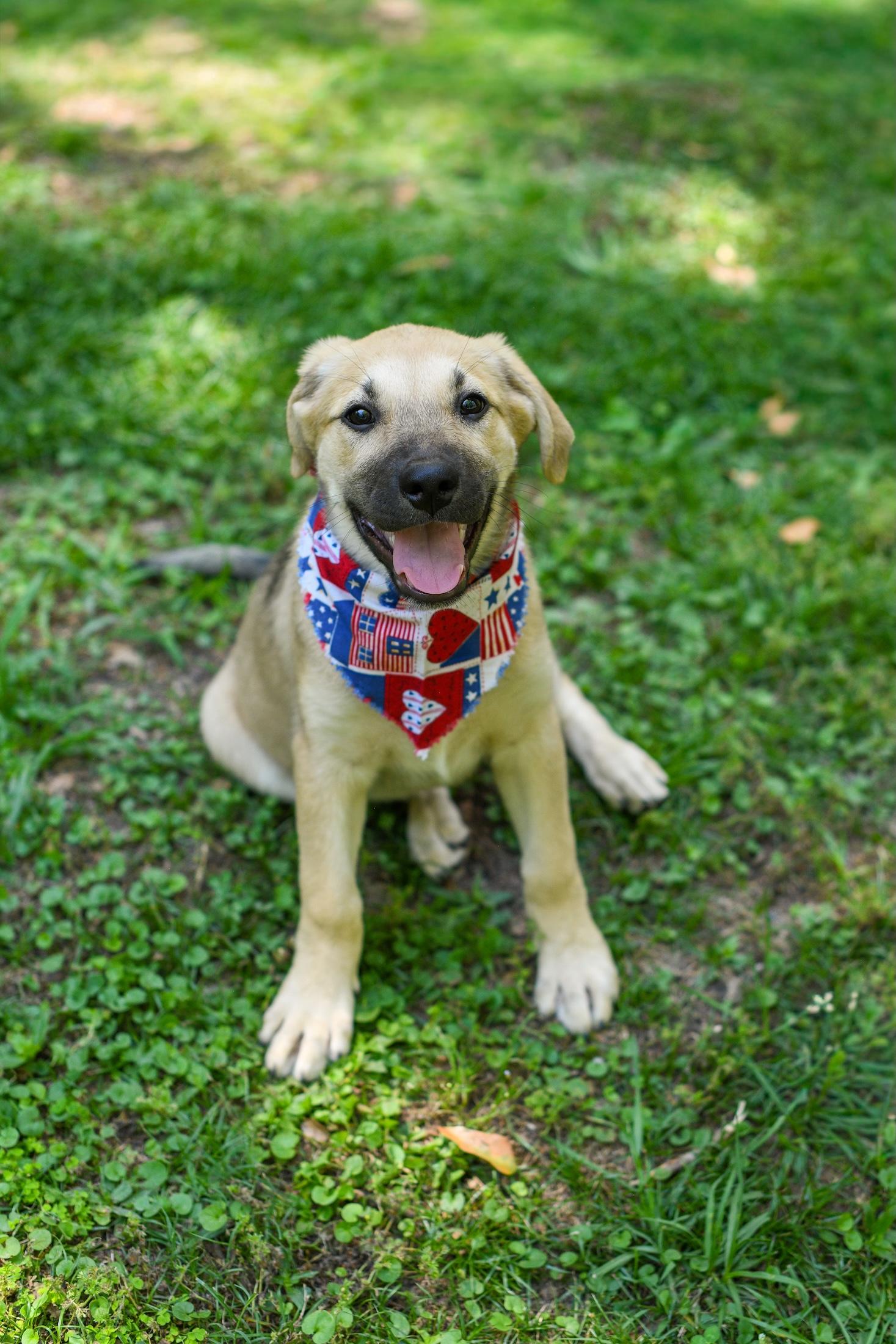 Enlarge Demi, an adopted Mixed Breed in Argyle, NY image 4/4