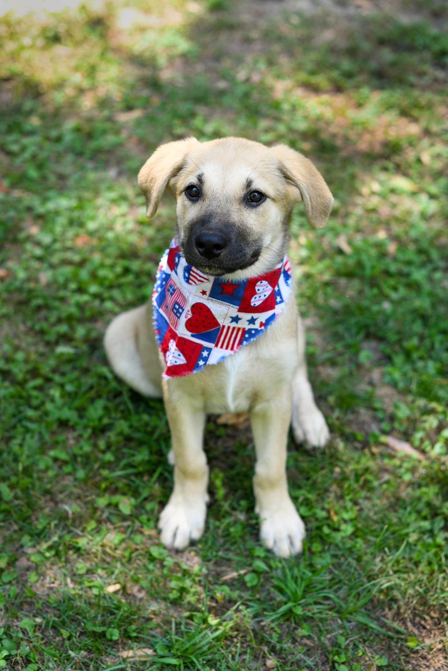 Enlarge Demi, an adopted Mixed Breed in Argyle, NY image 2/4
