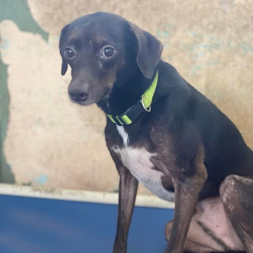 Danilo, a Adoptable mixed breed in San Juan, PR image 1/2