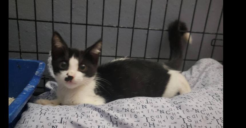 Enlarge Kip, a Adoptable mixed breed in Naranjito, PR image 1/3