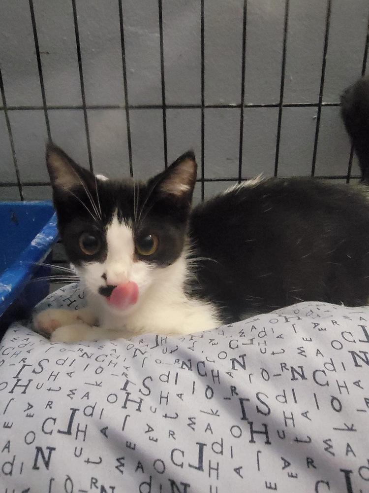 Enlarge Kip, a Adoptable mixed breed in Naranjito, PR image 2/3