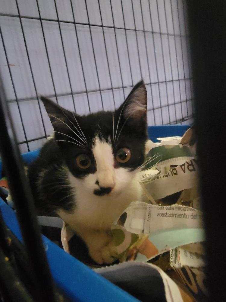 Enlarge Kip, a Adoptable mixed breed in Naranjito, PR image 3/3