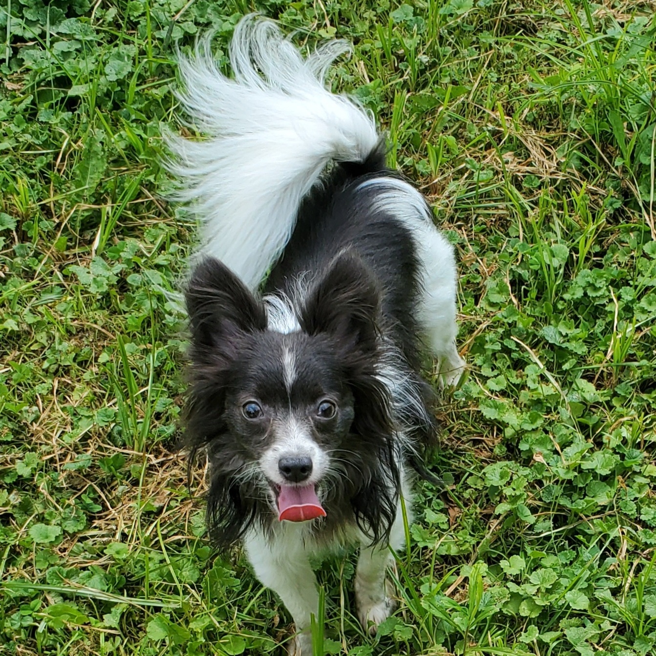 Enlarge POPPY & CHARLIE BROWN, a Adoptable Chihuahua in Marion, IN image 6/6