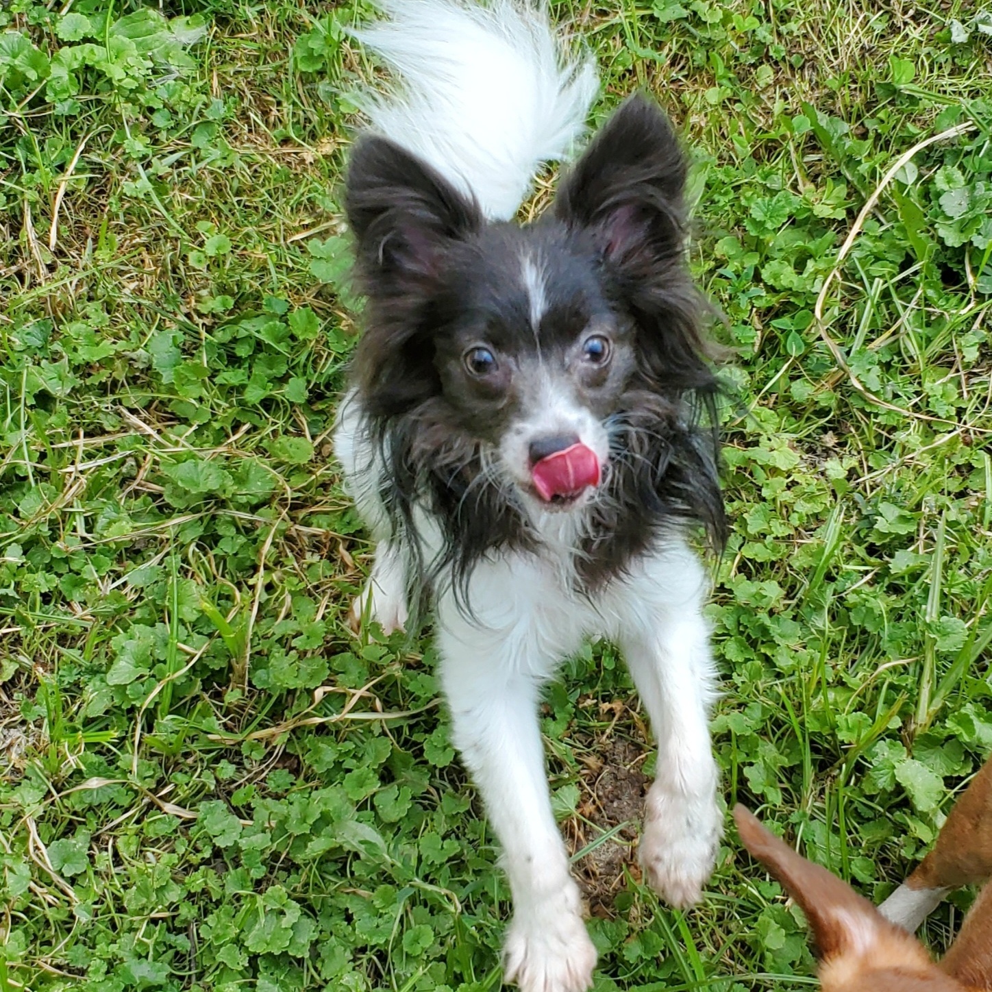 Enlarge POPPY & CHARLIE BROWN, a Adoptable Chihuahua in Marion, IN image 5/6