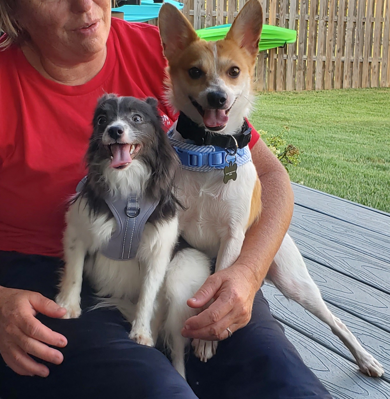 Enlarge POPPY & CHARLIE BROWN, a Adoptable Chihuahua in Marion, IN image 1/6