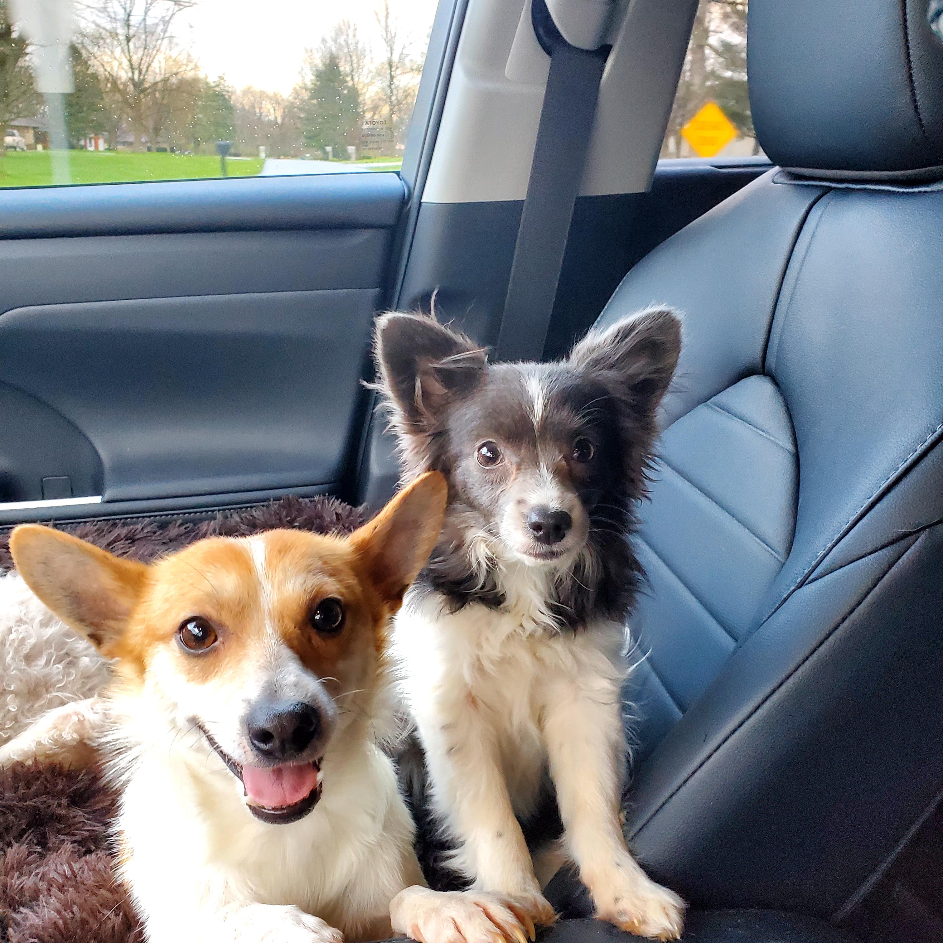 Enlarge POPPY & CHARLIE BROWN, a Adoptable Chihuahua in Marion, IN image 3/6