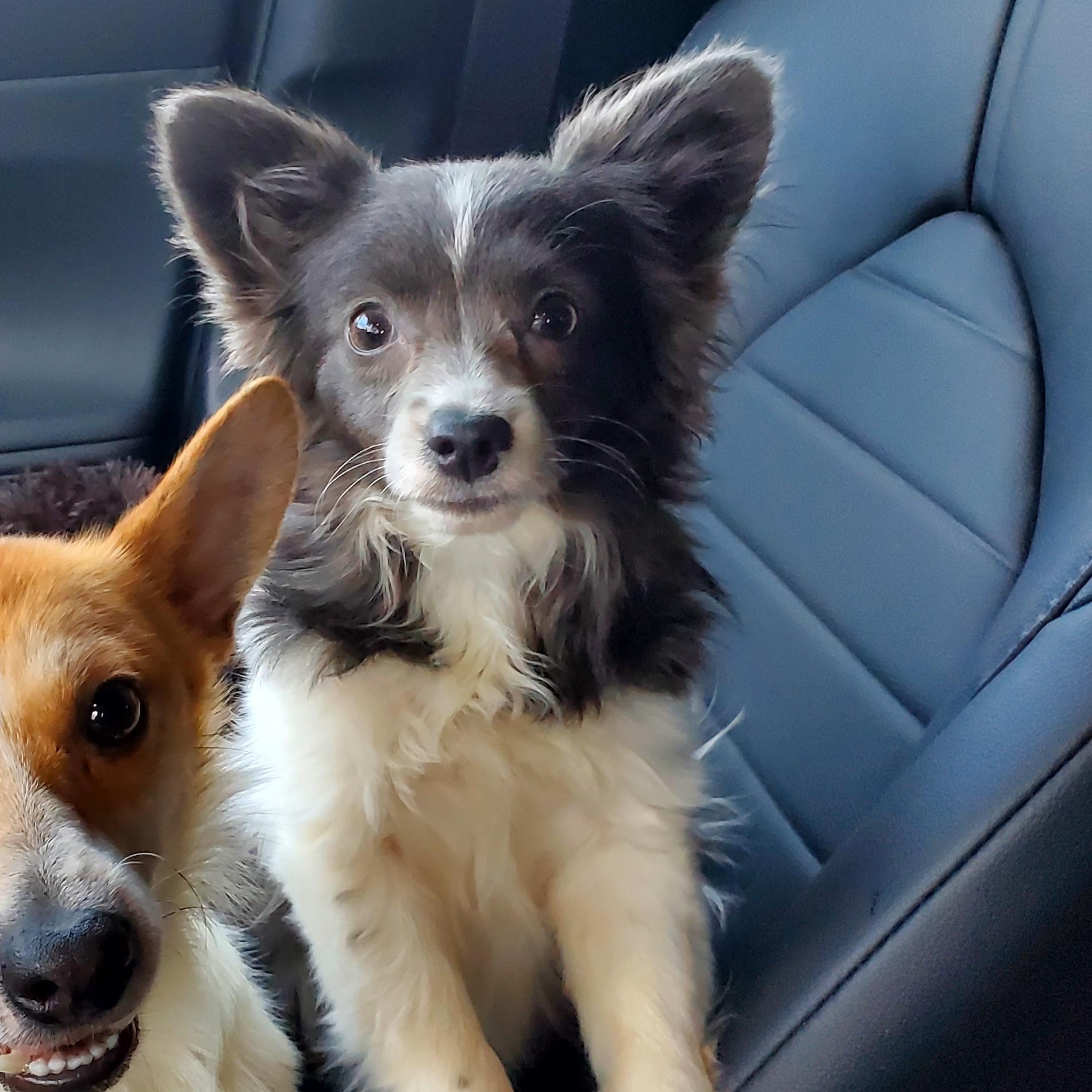 Enlarge POPPY & CHARLIE BROWN, a Adoptable Chihuahua in Marion, IN image 2/6