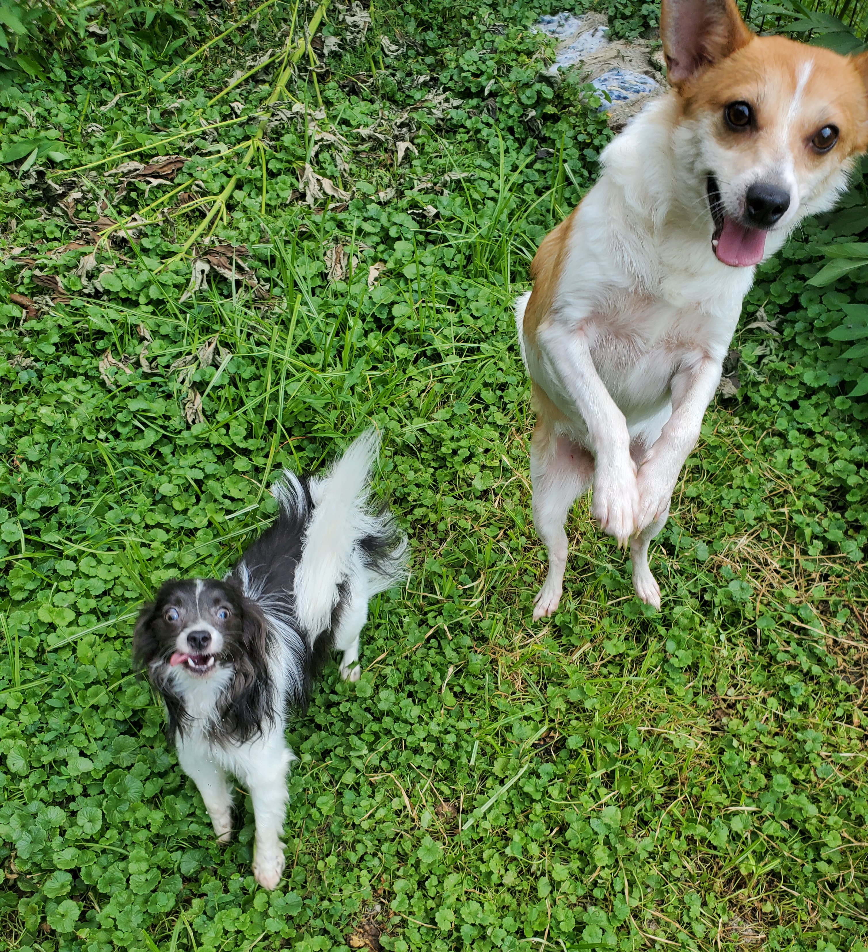 Enlarge POPPY & CHARLIE BROWN, a Adoptable Chihuahua in Marion, IN image 4/6