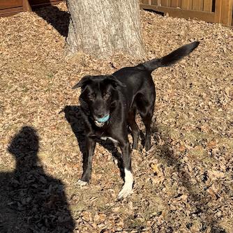 Enlarge Gordy, a Adoptable mixed breed in St. Paul, MN image 1/6