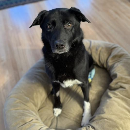 Enlarge Gordy, a Adoptable mixed breed in St. Paul, MN image 2/6
