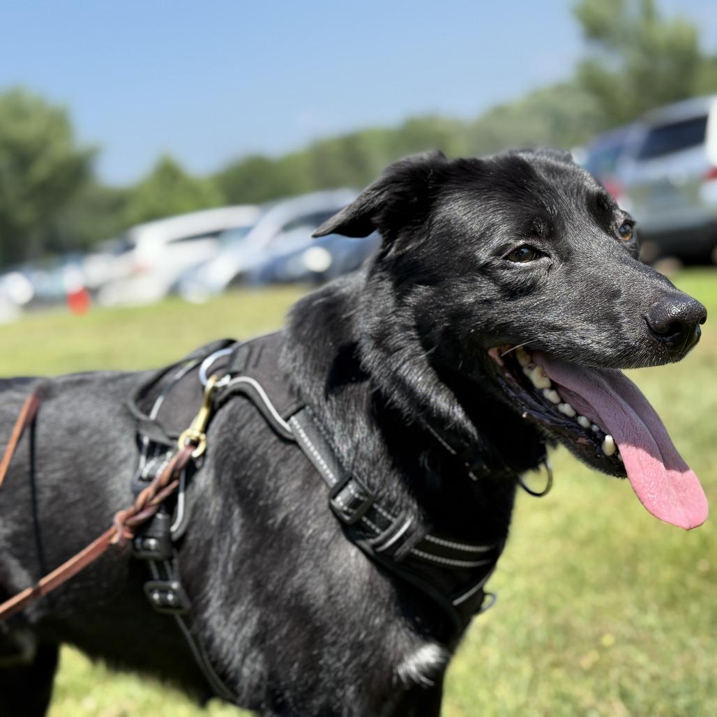 Enlarge Gordy, a Adoptable mixed breed in St. Paul, MN image 3/6