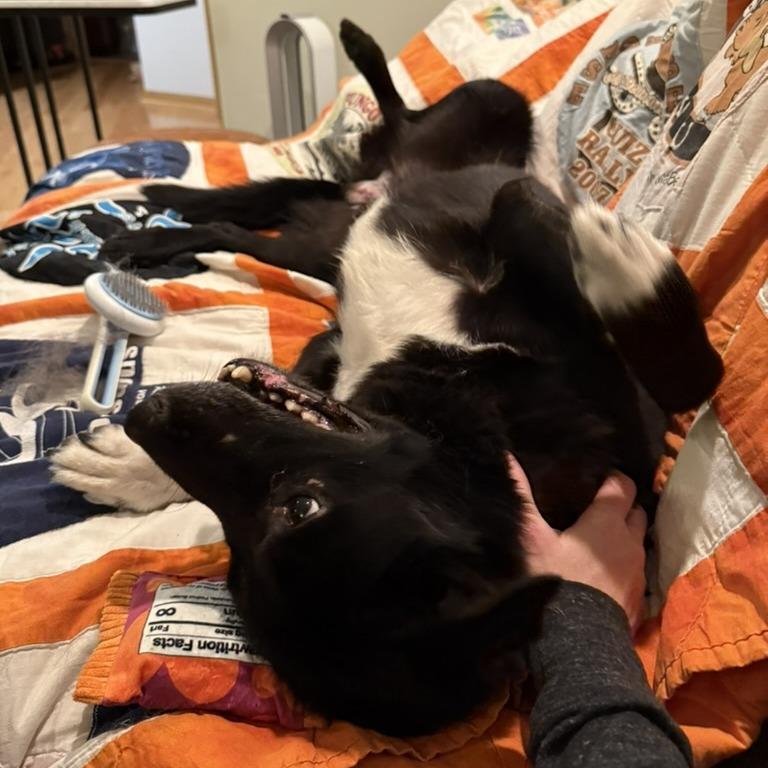 Enlarge Gordy, a Adoptable mixed breed in St. Paul, MN image 4/6