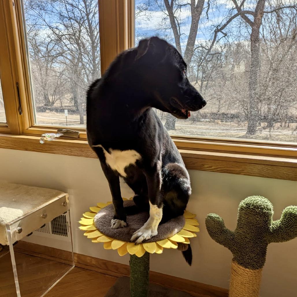 Enlarge Gordy, a Adoptable mixed breed in St. Paul, MN image 5/6