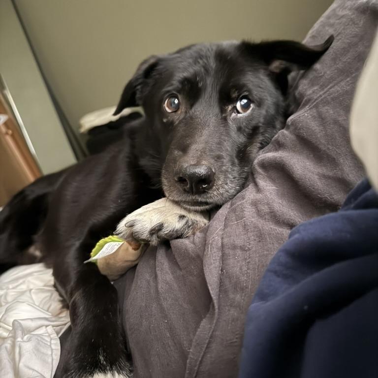 Enlarge Gordy, a Adoptable mixed breed in St. Paul, MN image 6/6