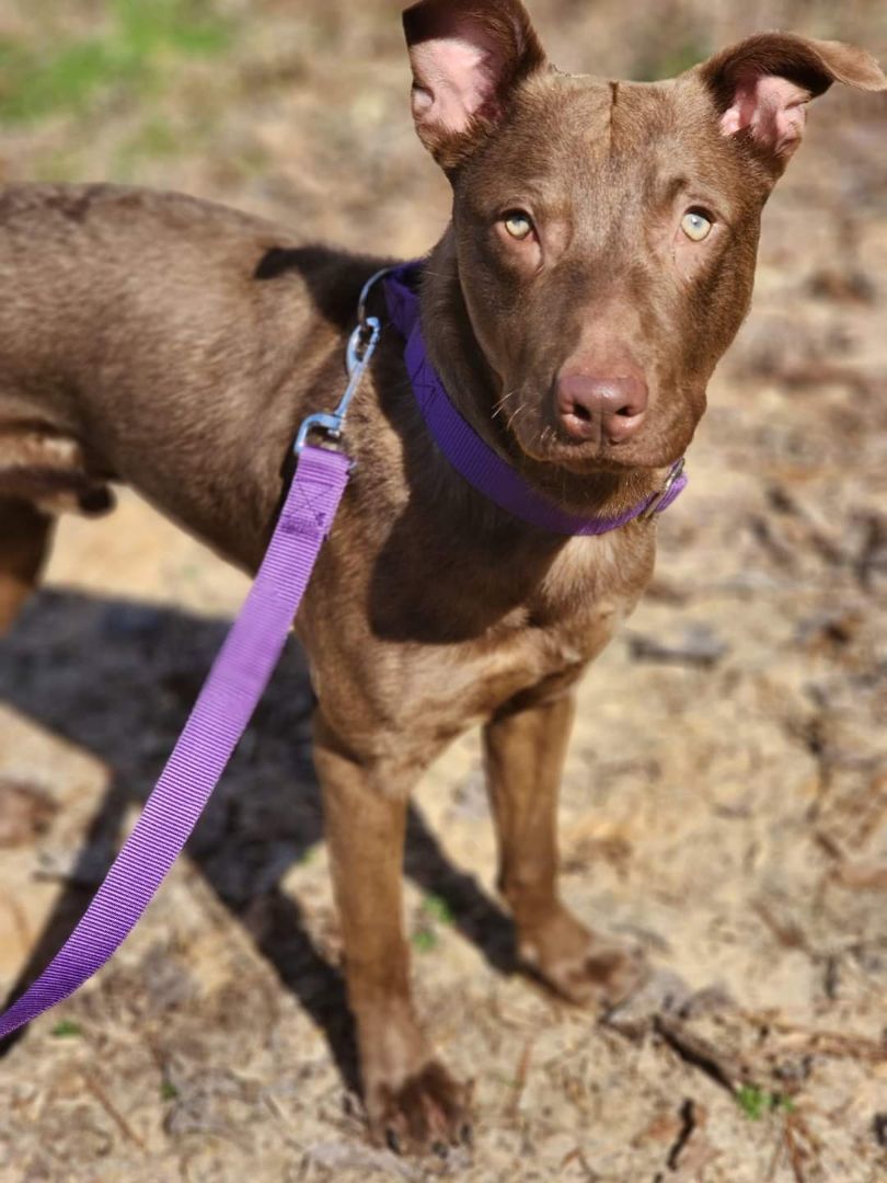 Lyle, Adopted, Young Male Miniature Pinscher & American Staffordshire Terrier.
