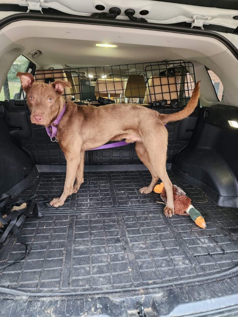 Lyle, a Adopted mixed breed image 2/6