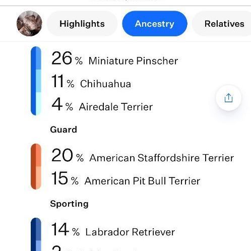 Lyle, a Adopted mixed breed image 3/6