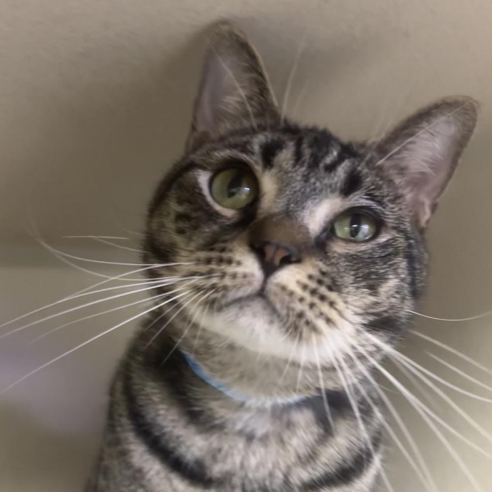 Tiger, Adoptable, Adult Male Domestic Short Hair.