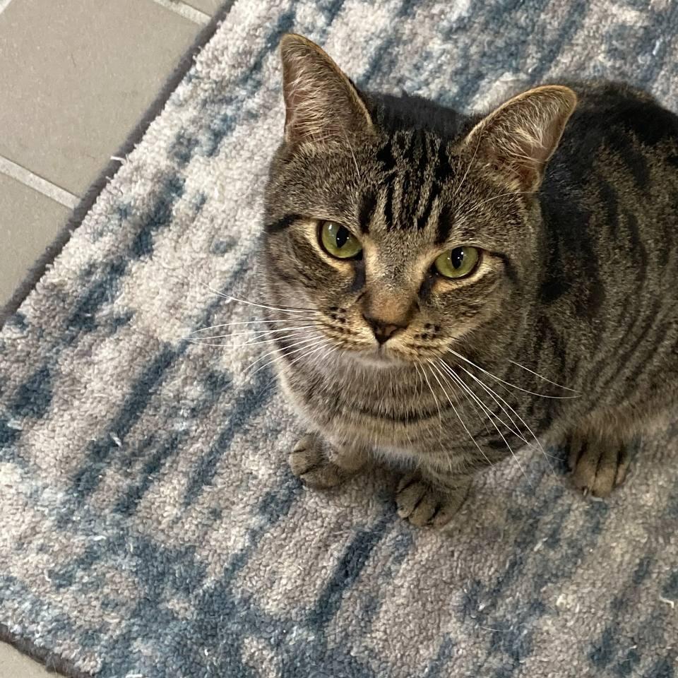 Tiger, a Adoptable Domestic Short Hair in New York, NY image 2/6