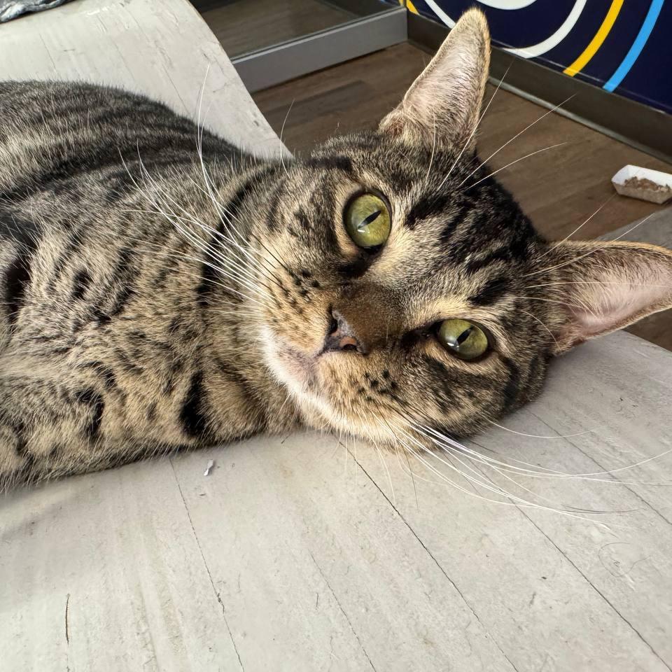 Tiger, a Adoptable Domestic Short Hair in New York, NY image 3/6