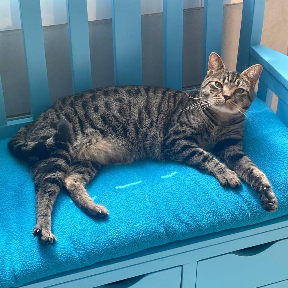 Tiger, a Adoptable Domestic Short Hair in New York, NY image 6/6