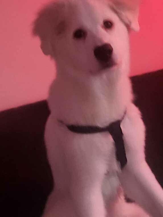 Pearl - IN FOSTER HOME - AVAILABLE TO ADOPT, an adopted mixed breed in Clayton, NC image 5/6