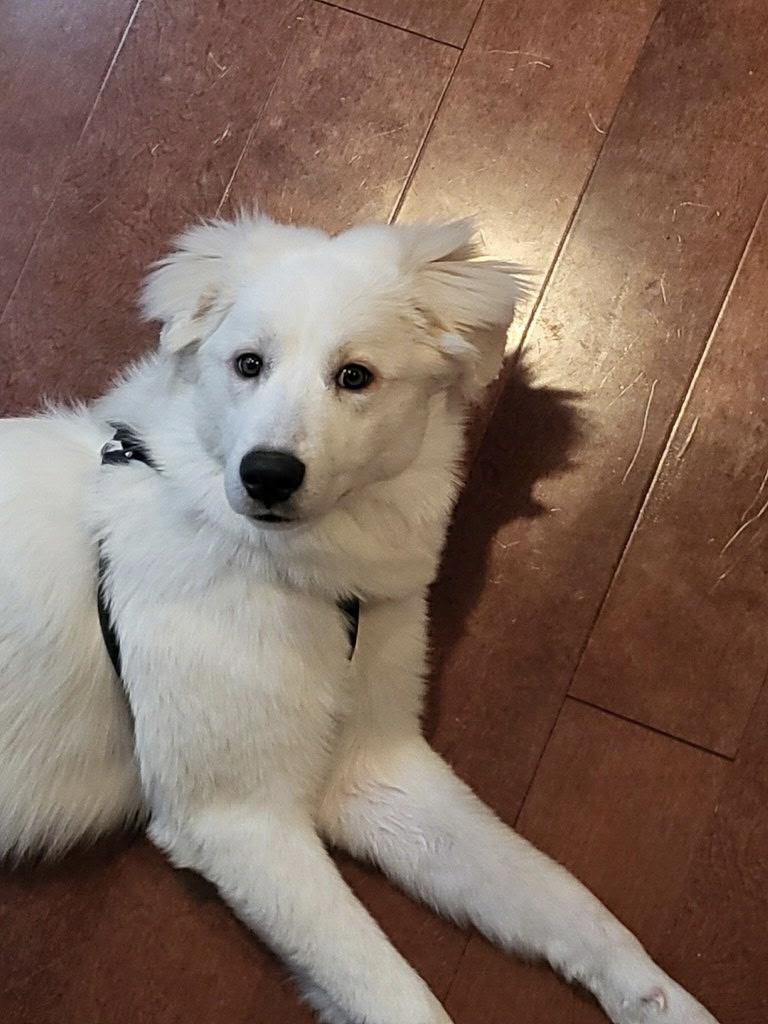 Pearl - IN FOSTER HOME - AVAILABLE TO ADOPT, an adopted mixed breed in Clayton, NC image 4/6