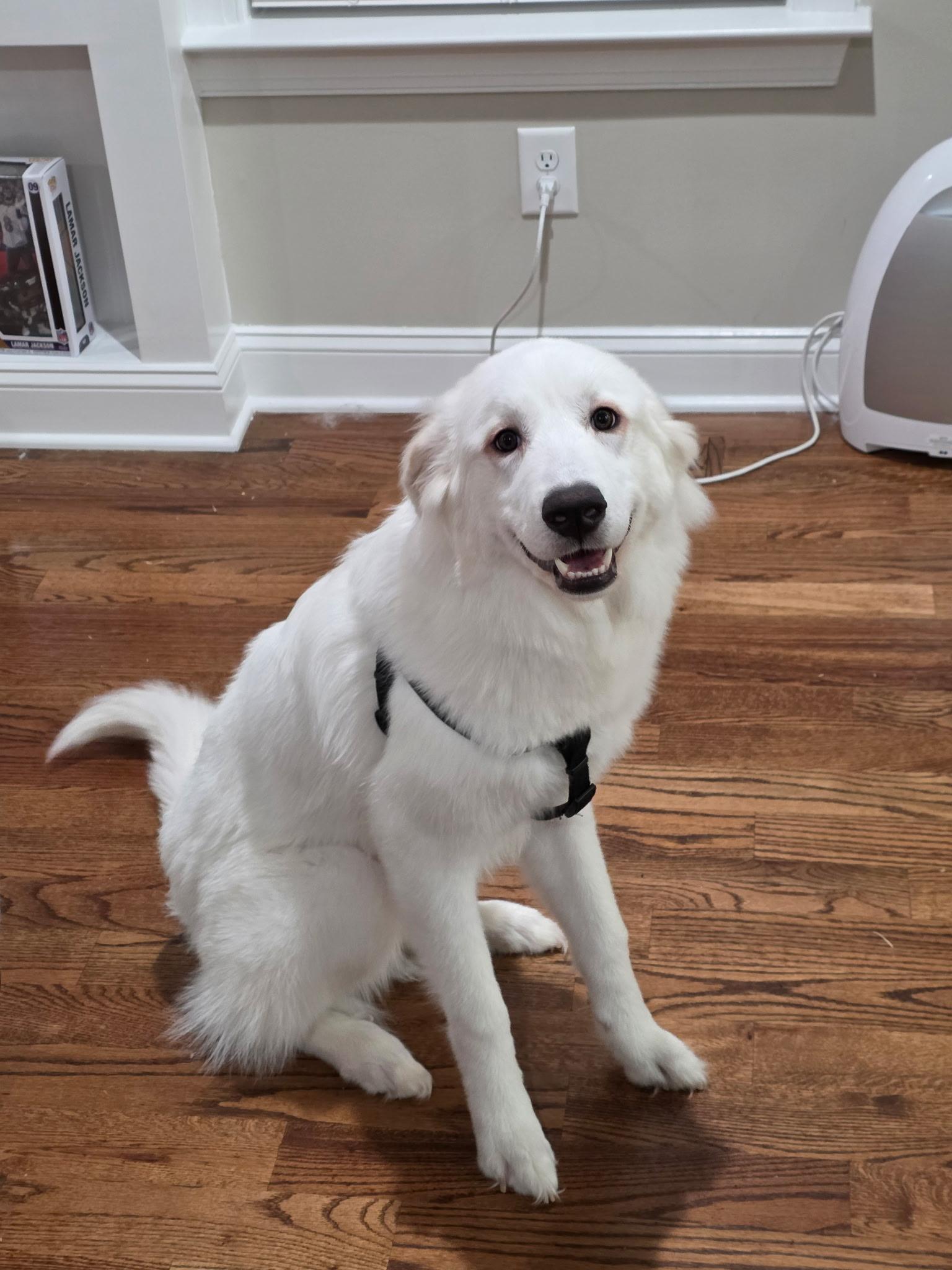 Pearl - IN FOSTER HOME - AVAILABLE TO ADOPT, an adopted mixed breed in Clayton, NC image 2/6