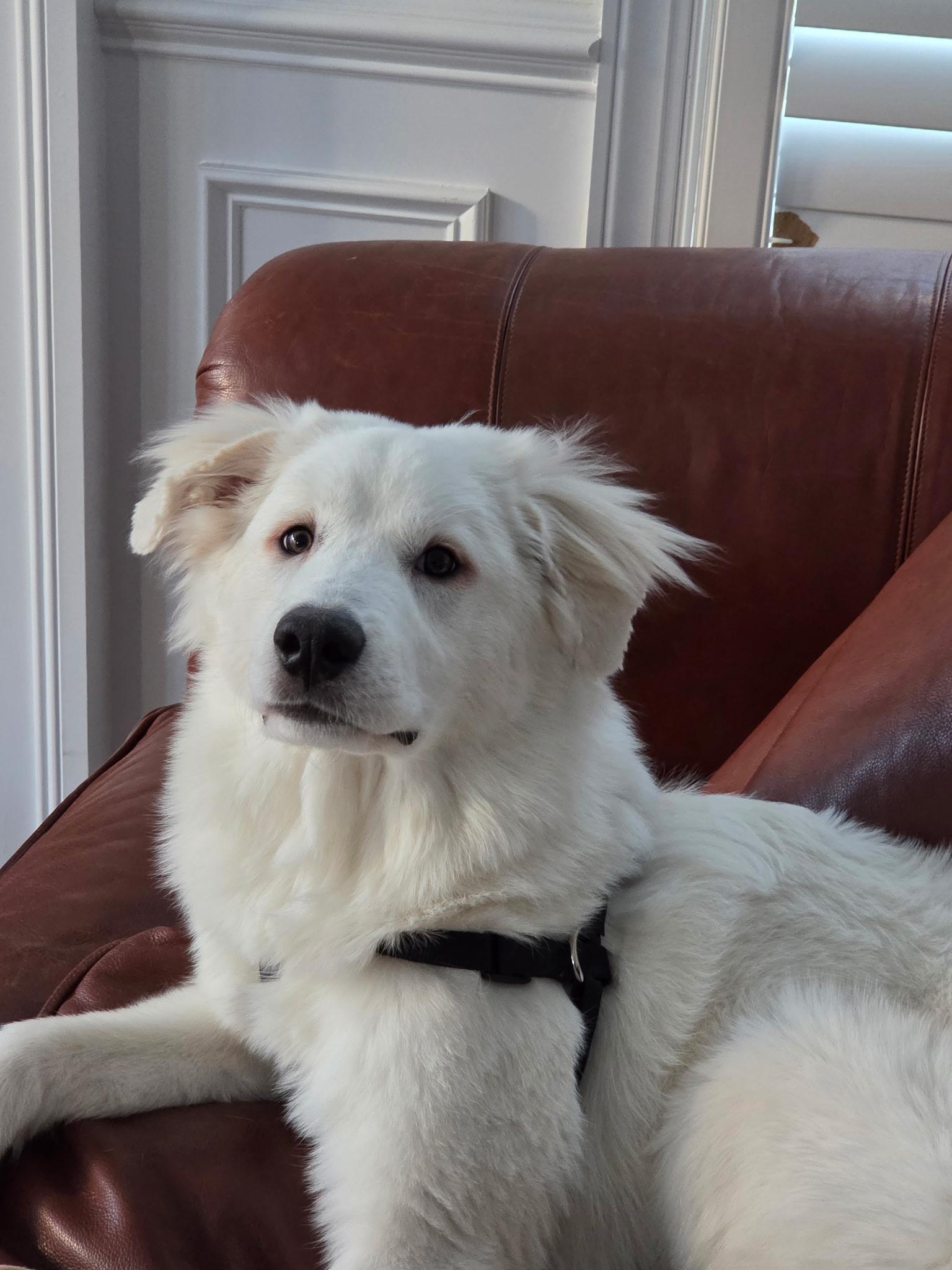 Pearl - IN FOSTER HOME - AVAILABLE TO ADOPT, adopted, Puppy Female Great Pyrenees.