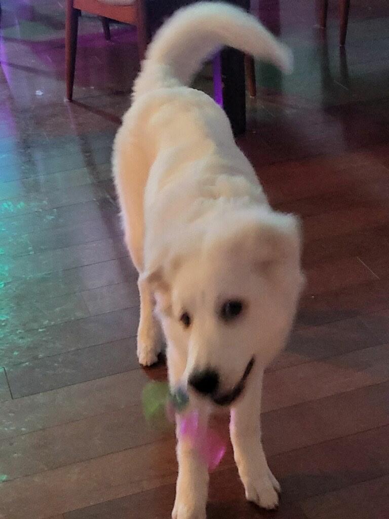 Pearl - IN FOSTER HOME - AVAILABLE TO ADOPT, an adopted mixed breed in Clayton, NC image 6/6