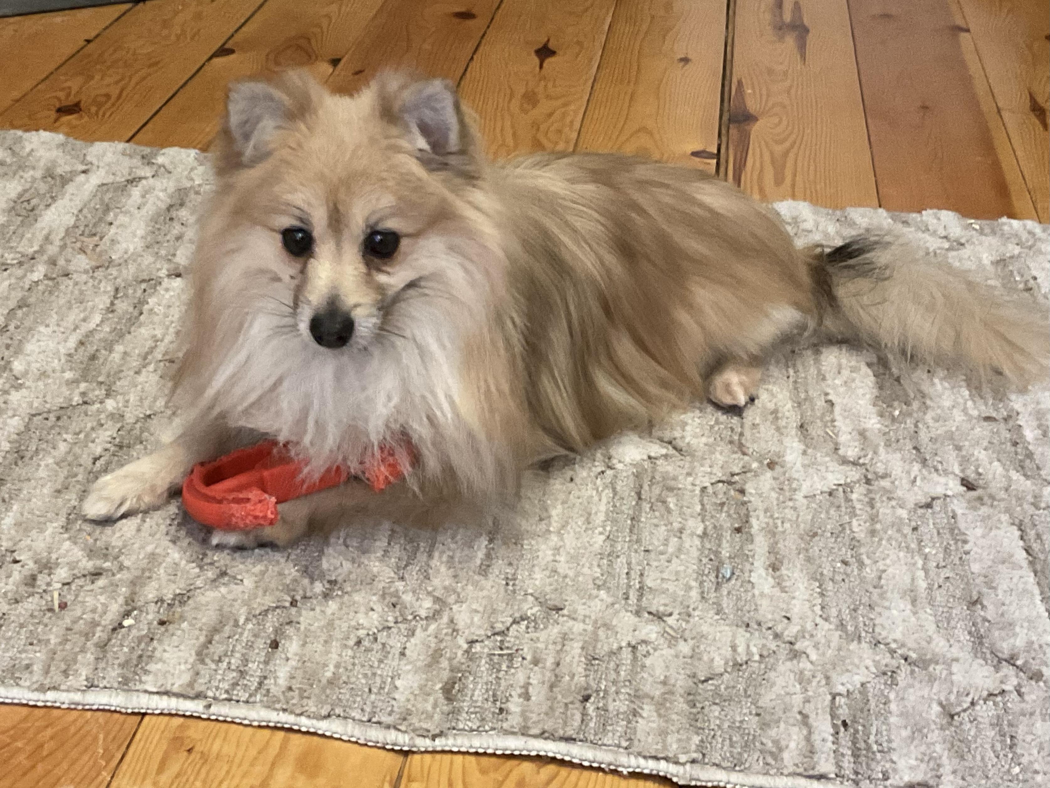 Gum Drop, an adopted Pomeranian in Scarborough, ON image 5/6