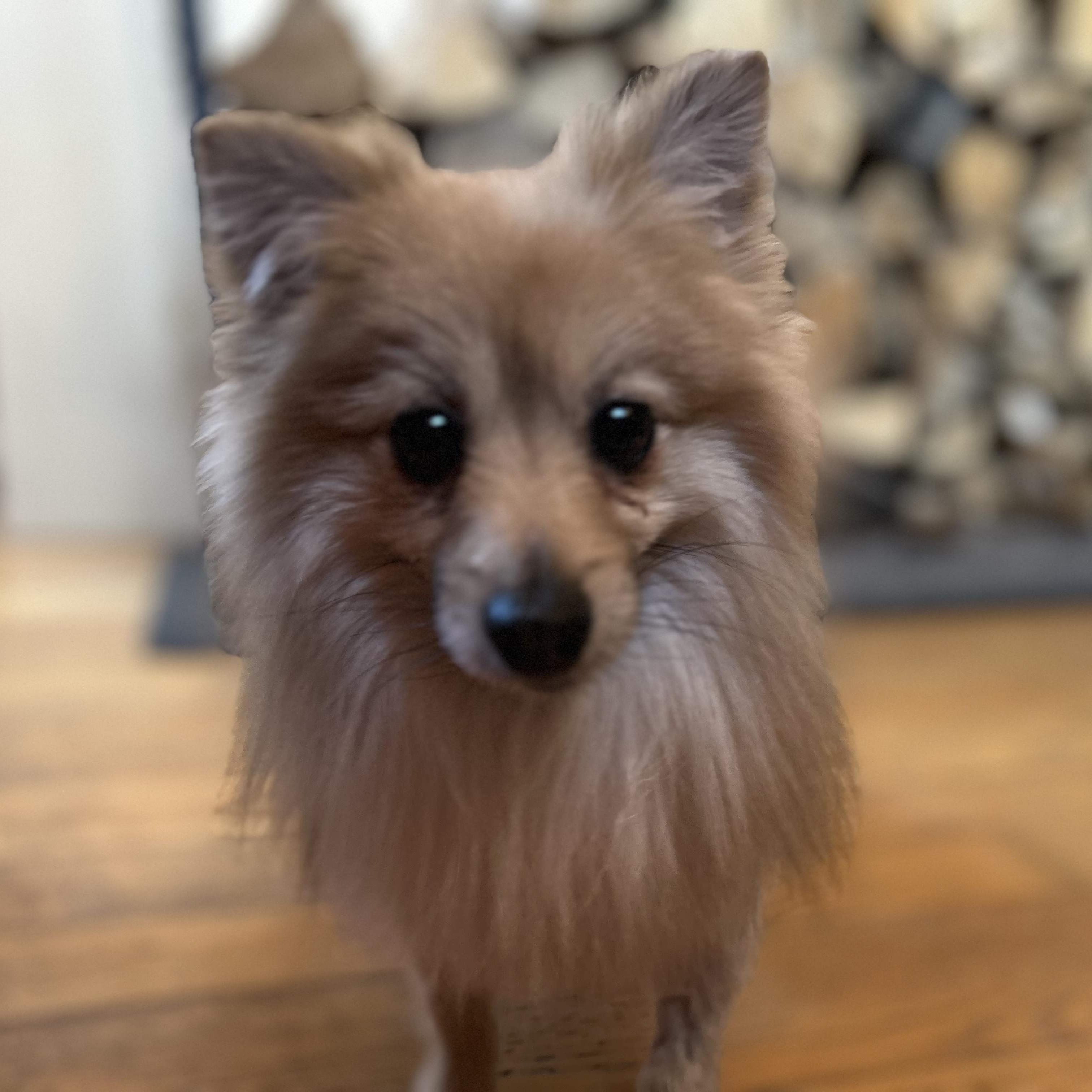 Gum Drop, an adopted Pomeranian in Scarborough, ON image 3/6