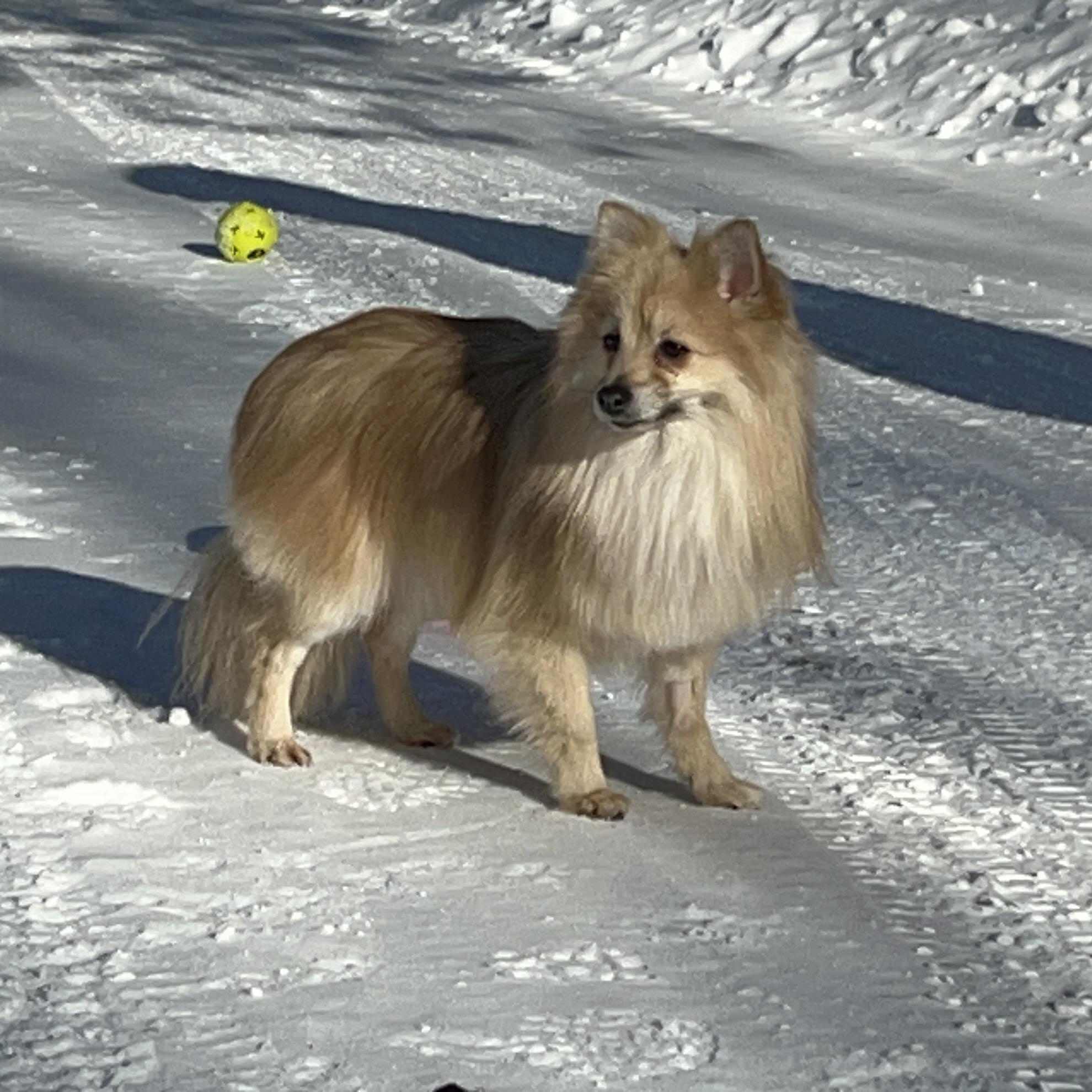 Gum Drop, an adopted Pomeranian in Scarborough, ON image 4/6