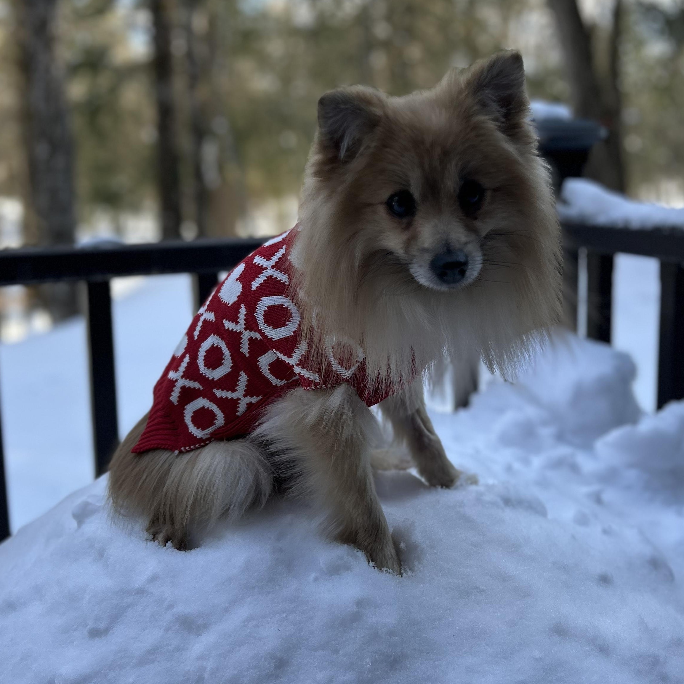 Gum Drop, an adopted Pomeranian in Scarborough, ON image 2/6