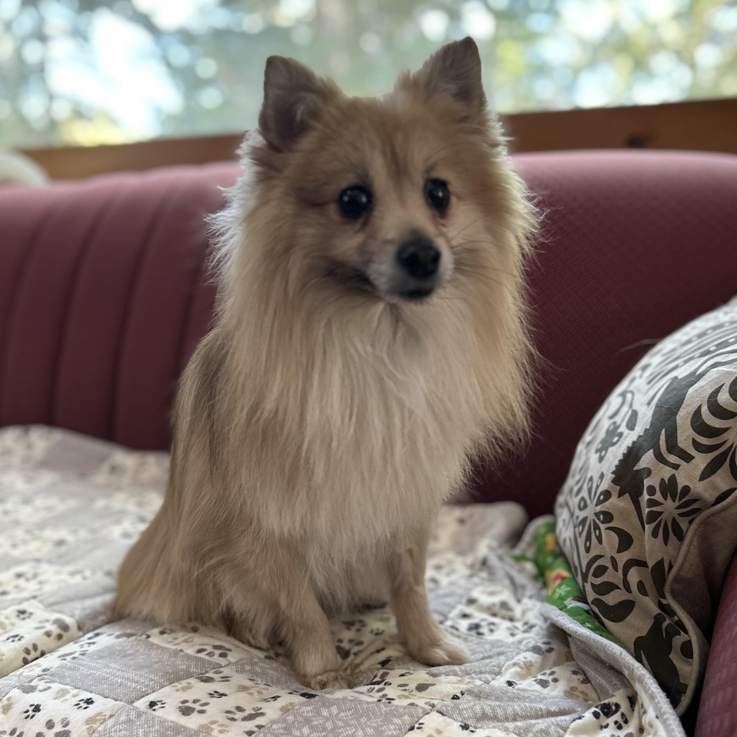 Gum Drop, adopted, Adult Male Pomeranian.