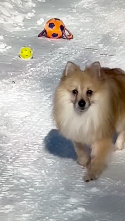Enlarge Gum Drop, an adopted Pomeranian in Scarborough, ON video 6/6