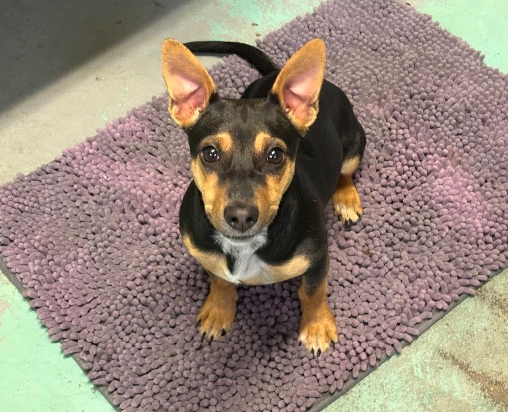 Enlarge Sporty, a Adoptable mixed breed in Port Jervis, NY image 1/1