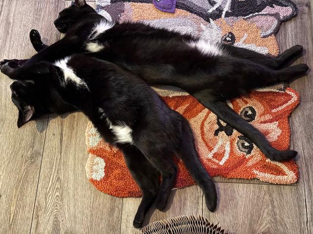 Enlarge ROXY & MERCEDES - Twice the Sister Fun!, a Adopted Domestic Short Hair in Hillsboro, OR image 1/3