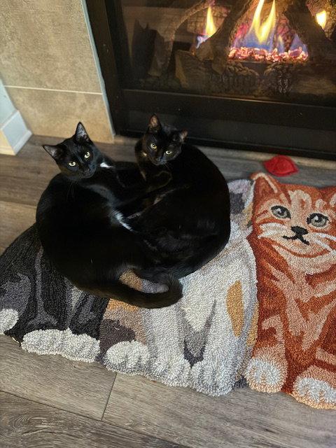 Enlarge ROXY & MERCEDES - Twice the Sister Fun!, a Adopted Domestic Short Hair in Hillsboro, OR image 2/3