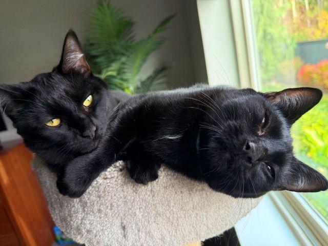 Enlarge ROXY & MERCEDES - Twice the Sister Fun!, a Adopted Domestic Short Hair in Hillsboro, OR image 3/3