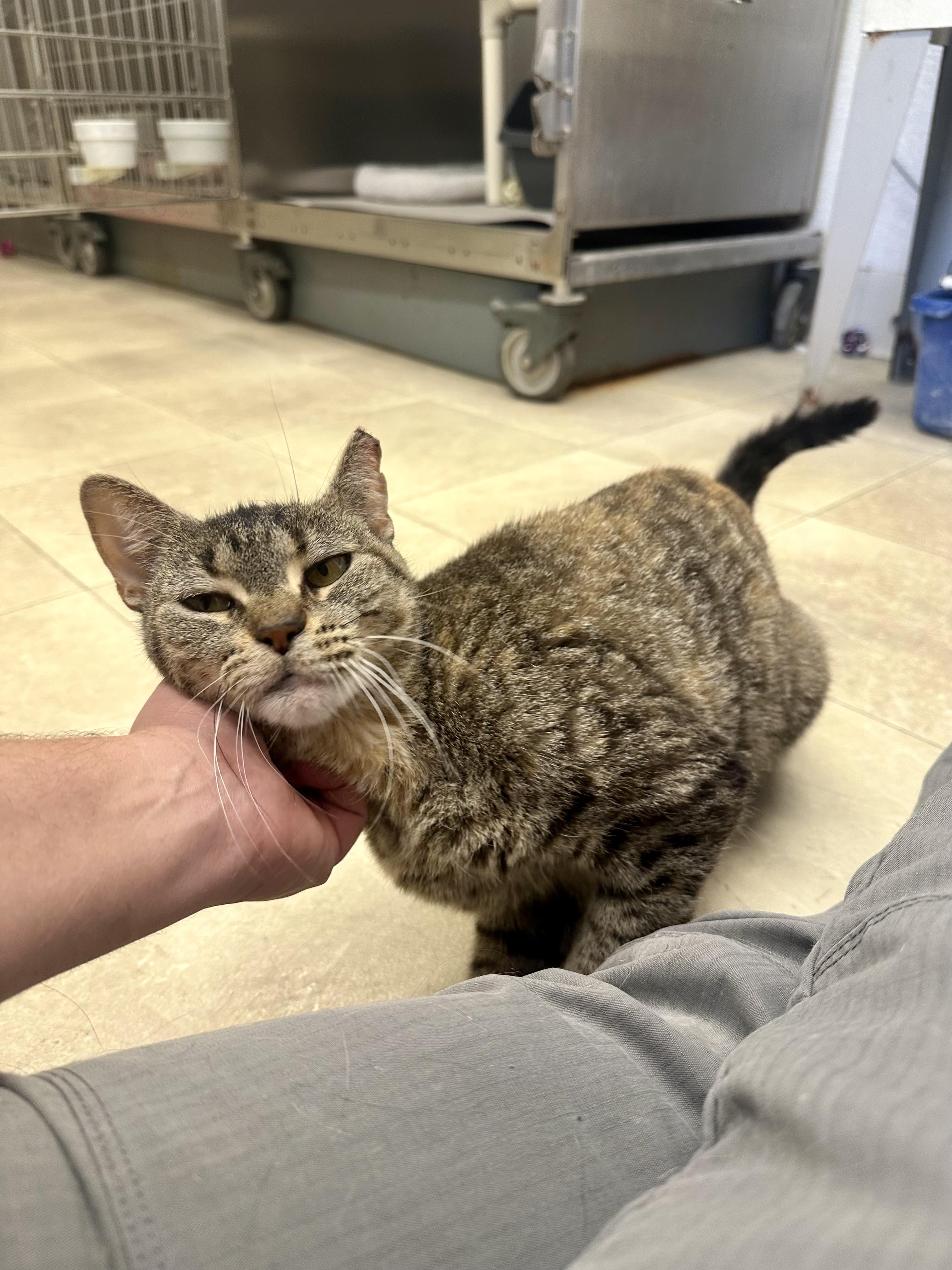 Enlarge Flicker, a Adoptable Domestic Short Hair in Parsippany, NJ image 5/6