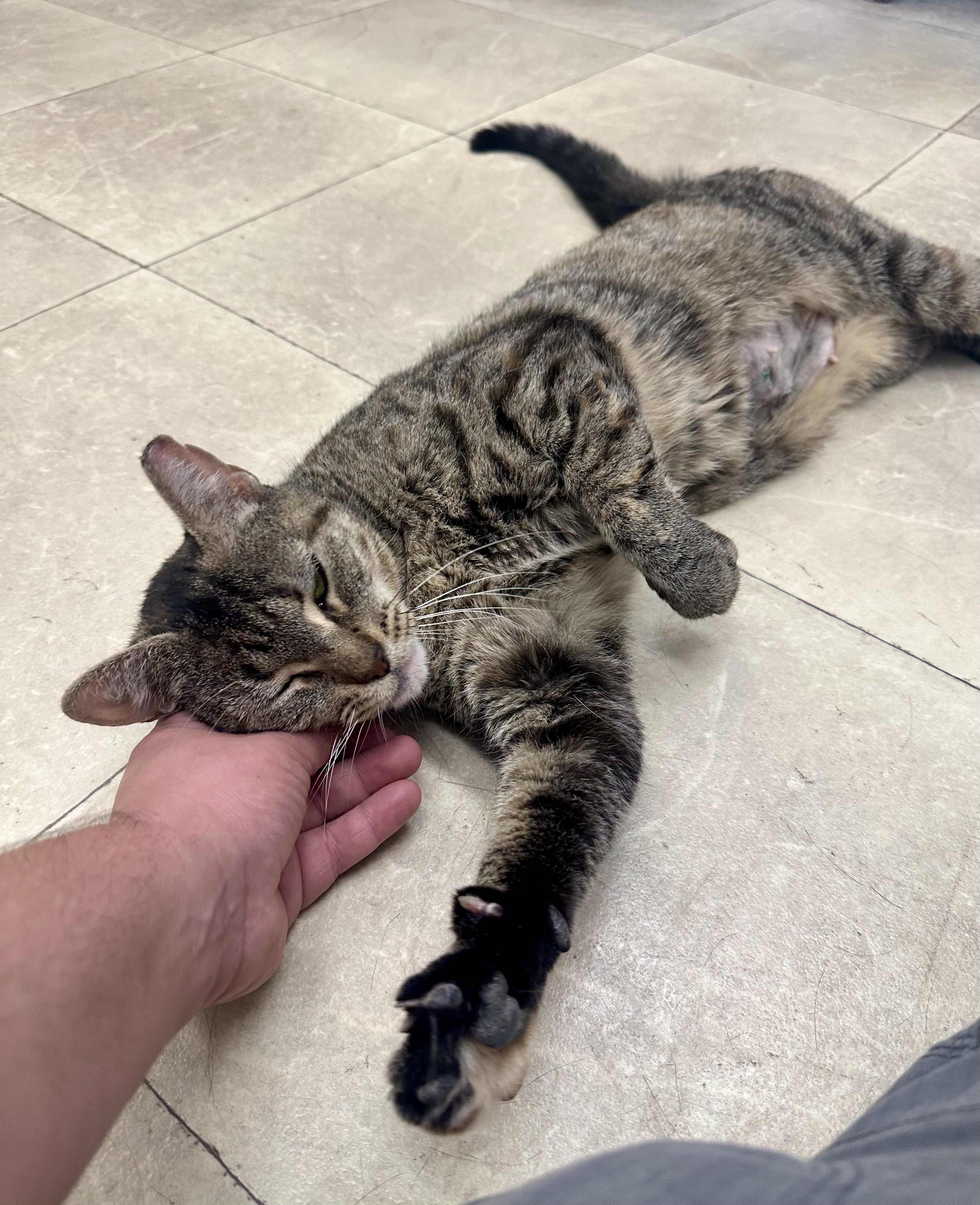 Enlarge Flicker, a Adoptable Domestic Short Hair in Parsippany, NJ image 6/6