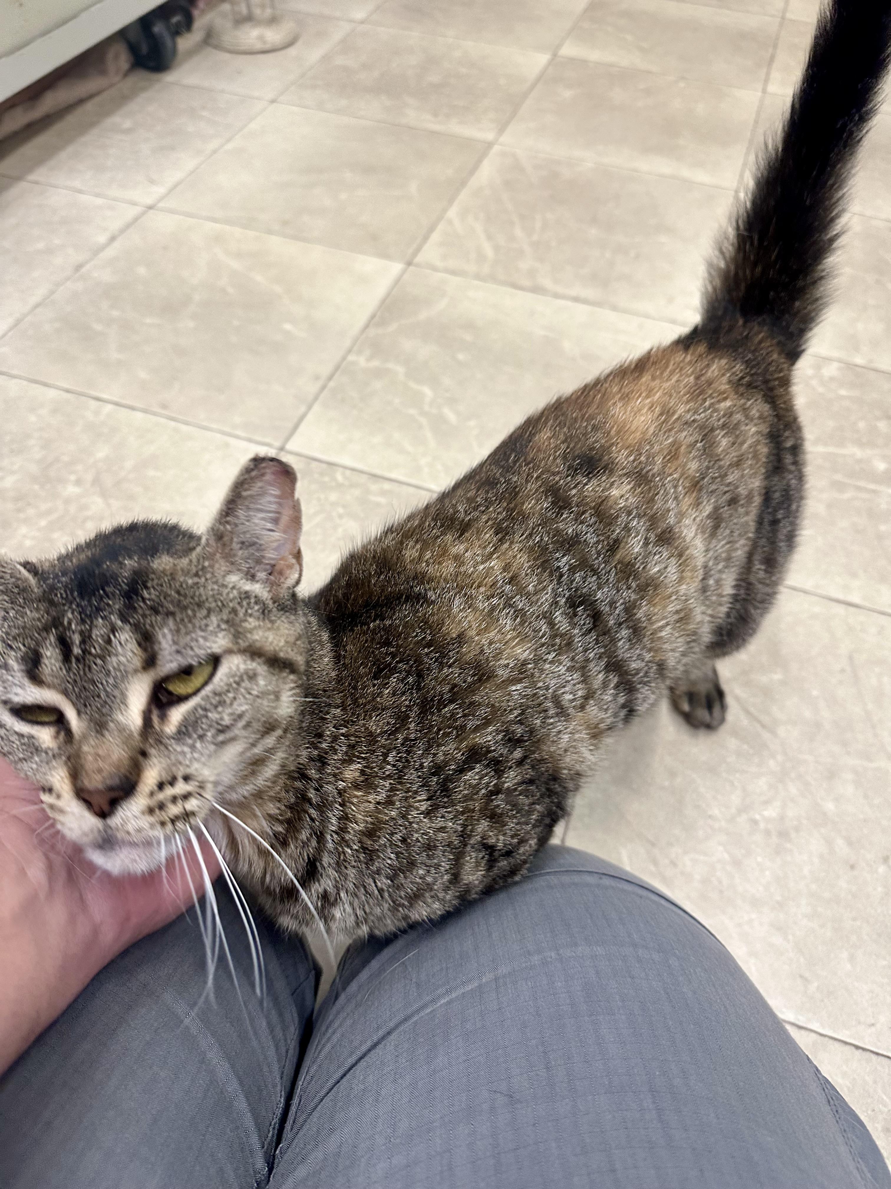 Enlarge Flicker, a Adoptable Domestic Short Hair in Parsippany, NJ image 4/6