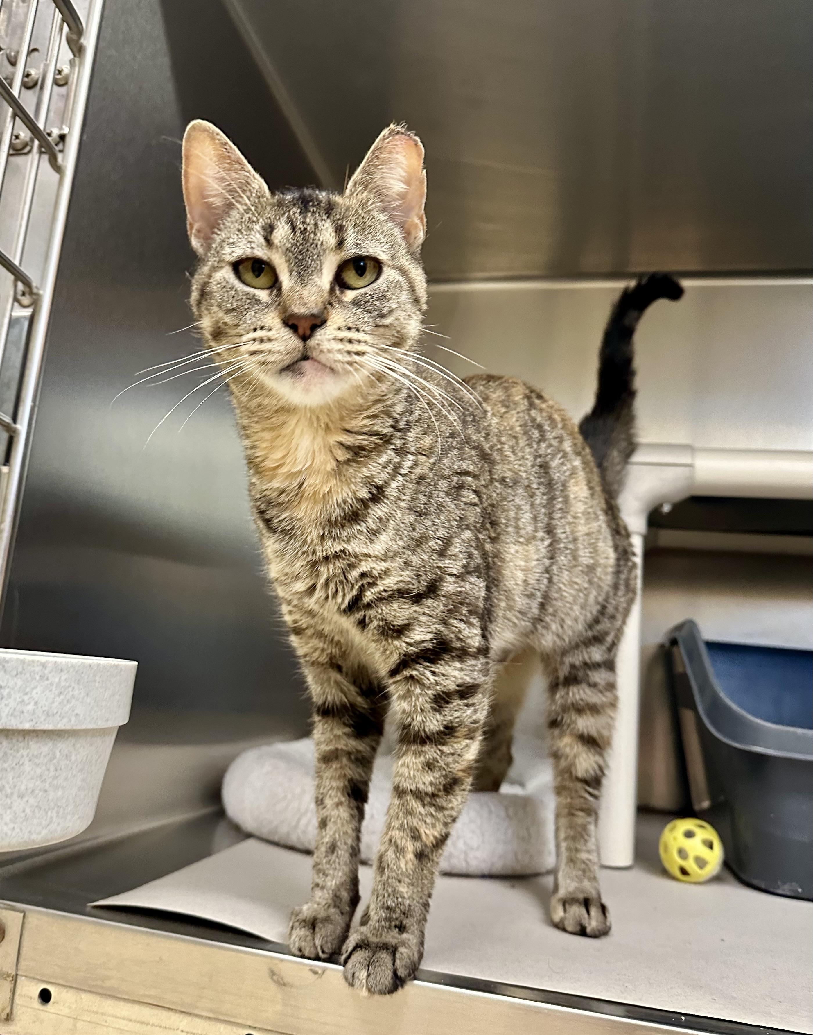 Flicker, Adoptable, Adult Female Domestic Short Hair.