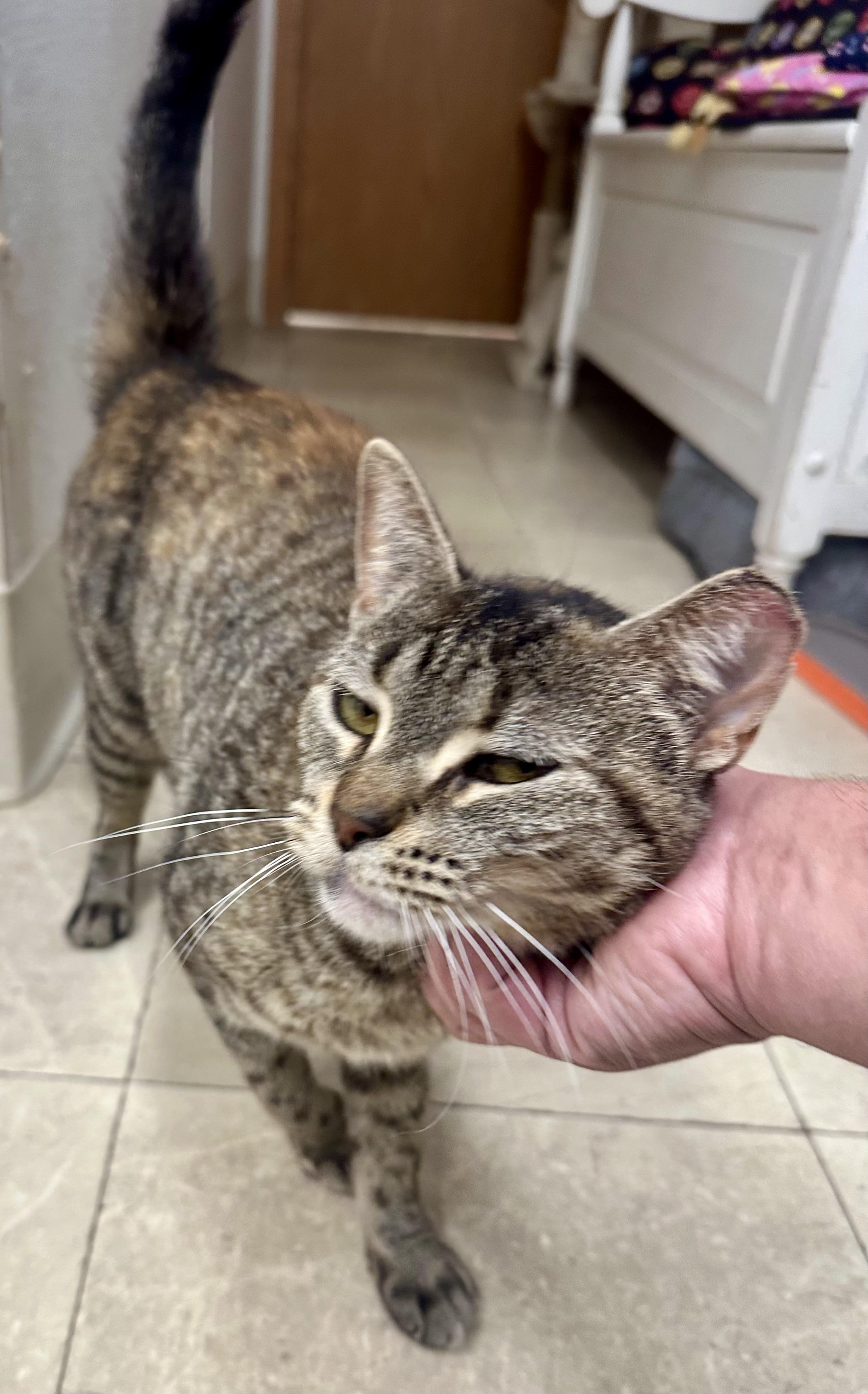 Enlarge Flicker, a Adoptable Domestic Short Hair in Parsippany, NJ image 3/6