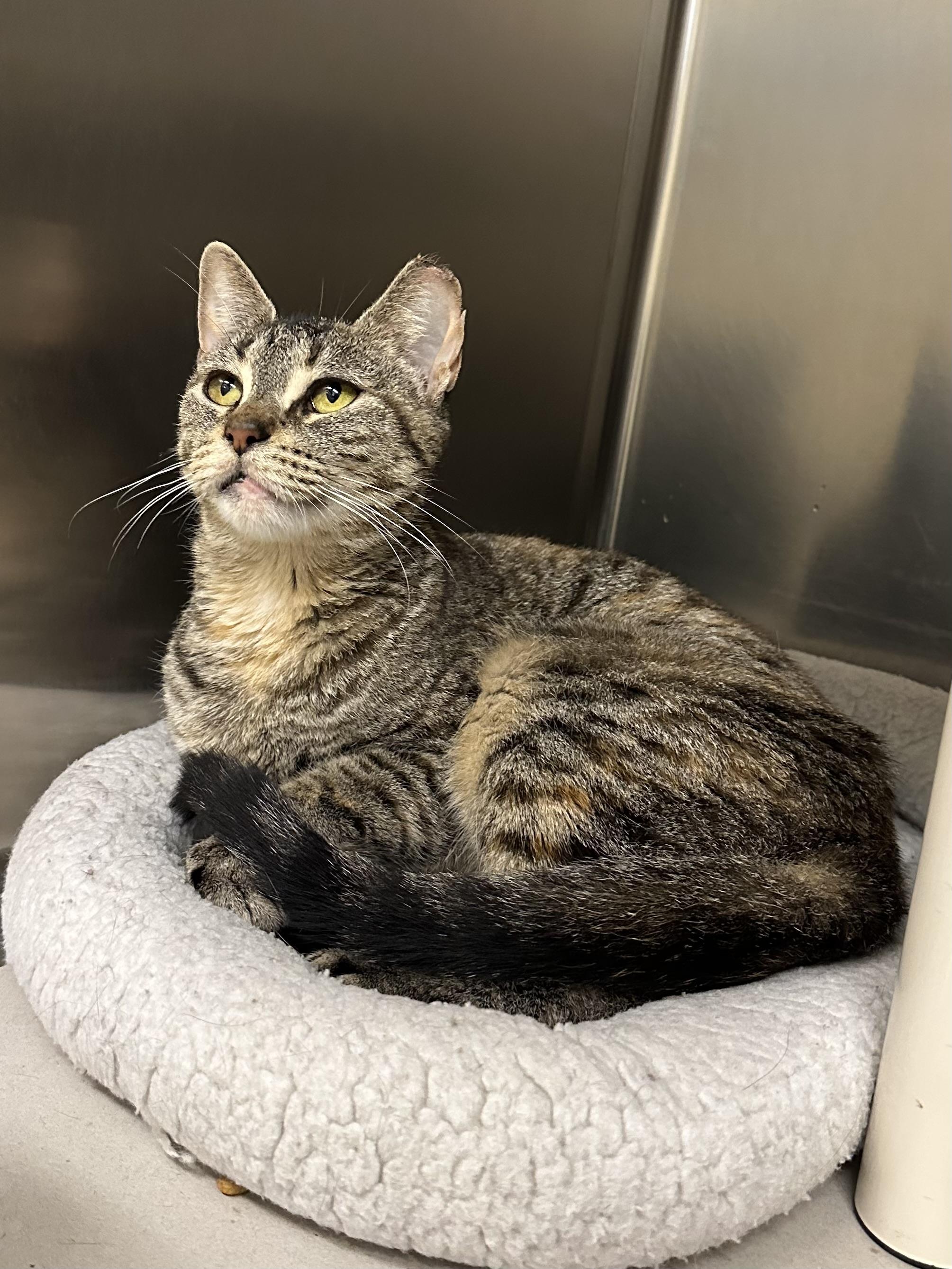 Enlarge Flicker, a Adoptable Domestic Short Hair in Parsippany, NJ image 2/6